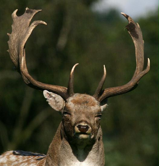 Fallow Deer <i>Dama dama</i>